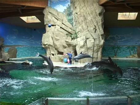 Zoo Duisburg : Im Delphinarium die Delphin-Show